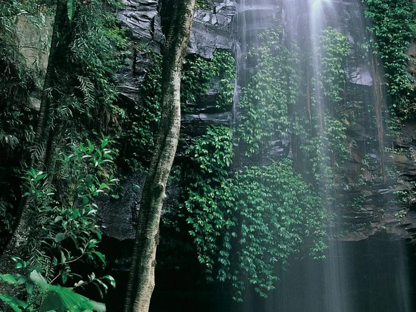 Dorrigo National Park